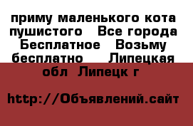 приму маленького кота пушистого - Все города Бесплатное » Возьму бесплатно   . Липецкая обл.,Липецк г.